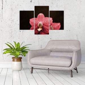 Ružová orchidea - obraz (Obraz 90x60cm)