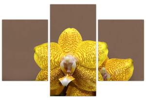 Žltá orchidea - obraz (Obraz 90x60cm)