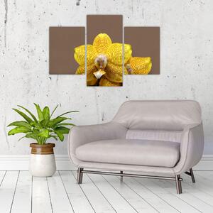 Žltá orchidea - obraz (Obraz 90x60cm)