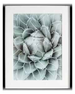 Obraz Succulents II 40x50xcm