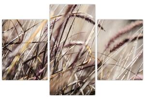 Obraz pšenica (Obraz 90x60cm)