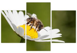 Včela na sedmokráske - obraz (Obraz 90x60cm)