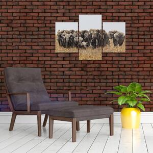 Stádo slonov - obraz (Obraz 90x60cm)