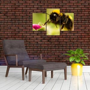 Včela - obraz (Obraz 90x60cm)