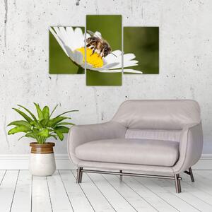 Včela na sedmokráske - obraz (Obraz 90x60cm)