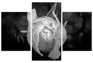 Obraz čiernobiele ruže (Obraz 90x60cm)