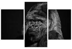 Obraz opice (Obraz 90x60cm)