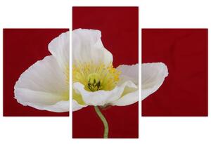 Obraz kvetu (Obraz 90x60cm)