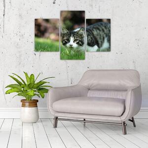 Obraz mačky (Obraz 90x60cm)