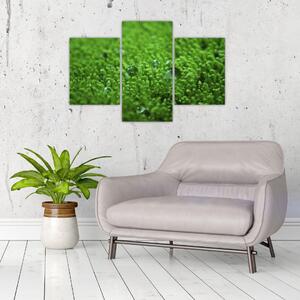 Detail trávy - obraz (Obraz 90x60cm)