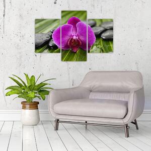 Orchidea - obraz (Obraz 90x60cm)