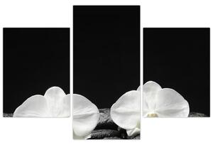 Orchidey - obraz (Obraz 90x60cm)