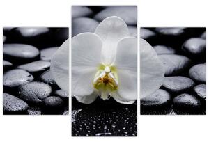 Kvet orchidey - obraz (Obraz 90x60cm)