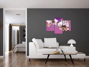 Moderné obrazy - orchidea (Obraz 90x60cm)