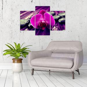 Obraz orchidey (Obraz 90x60cm)