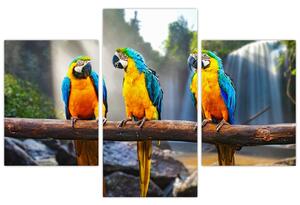 Obraz - papagáje (Obraz 90x60cm)
