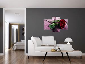 Ležiaci ruža - obraz (Obraz 90x60cm)