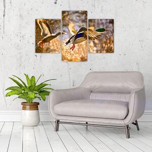 Letiaci kačice - obraz (Obraz 90x60cm)