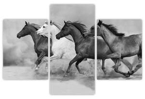 Obraz cválajúci koňov (Obraz 90x60cm)