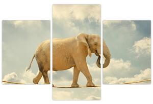 Slon na lane, obraz (Obraz 90x60cm)
