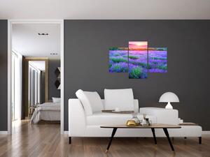 Obraz levanduľového pole (Obraz 90x60cm)