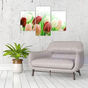 Tulipány, obraz (Obraz 90x60cm)