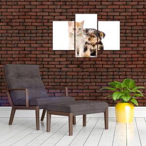Mačiatko a šteňa - obraz (Obraz 90x60cm)