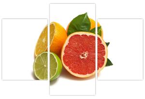 Citrusové plody - obraz (Obraz 90x60cm)