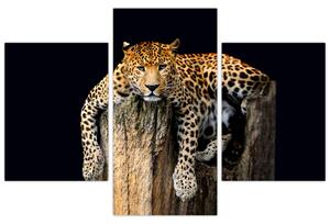 Leopard, obraz (Obraz 90x60cm)
