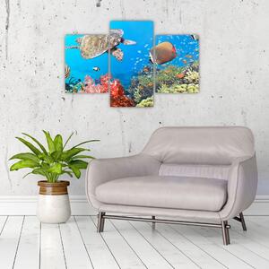 Podmorský svet, obraz (Obraz 90x60cm)