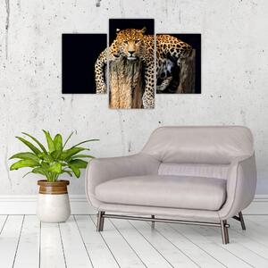 Leopard, obraz (Obraz 90x60cm)