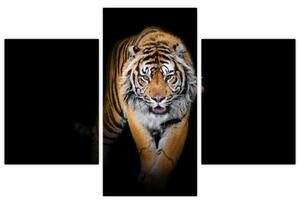 Tiger, obraz (Obraz 90x60cm)
