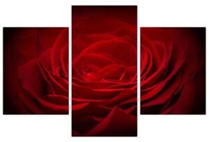 Makro ruža - obraz (Obraz 90x60cm)