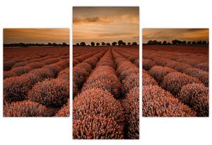 Kvetinové pole - obraz (Obraz 90x60cm)