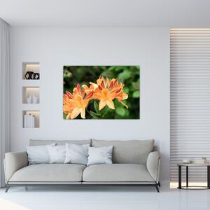 Oranžové kvety (Obraz 60x40cm)