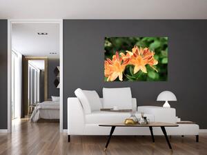 Oranžové kvety (Obraz 60x40cm)