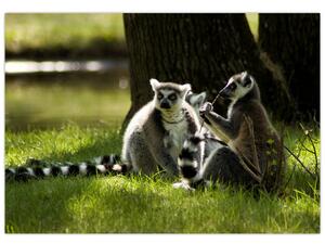 Obraz lemurov (Obraz 60x40cm)