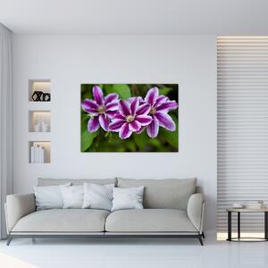Súkvetia rastliny, obraz do bytu (Obraz 60x40cm)