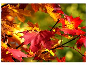 Jesenné lístie, obraz (Obraz 60x40cm)