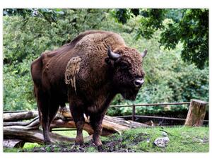 Obraz s americkým bizónom (Obraz 60x40cm)