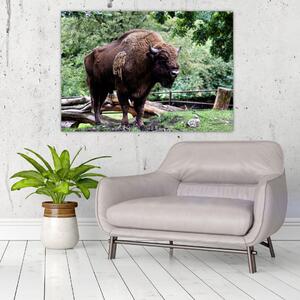 Obraz s americkým bizónom (Obraz 60x40cm)