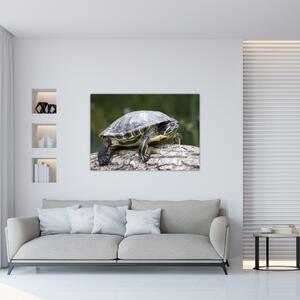 Obraz suchozemské korytnačky (Obraz 60x40cm)