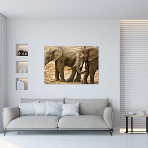Slon, obraz (Obraz 60x40cm)