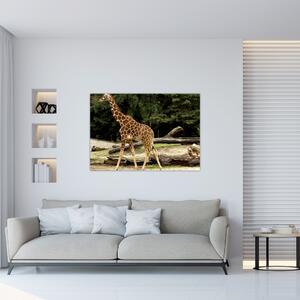 Obraz žirafy (Obraz 60x40cm)
