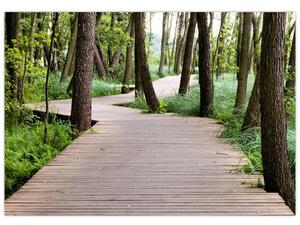 Cesta v lese - obraz (Obraz 60x40cm)