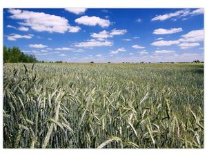 Pole pšenice - obraz (Obraz 60x40cm)