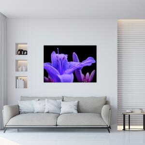 Obrazy kvetiny (Obraz 60x40cm)