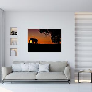 Obraz slona v prírode (Obraz 60x40cm)