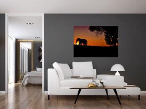 Obraz slona v prírode (Obraz 60x40cm)