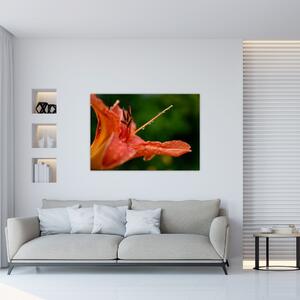 Obrázok kvety (Obraz 60x40cm)